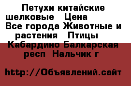 Петухи китайские шелковые › Цена ­ 1 000 - Все города Животные и растения » Птицы   . Кабардино-Балкарская респ.,Нальчик г.